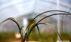 哪些兰花的种类叶子比拟纤悉秀美？