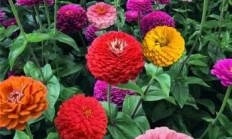 院子里可以种什么好看又好养的植物？