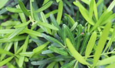 迷迭香（草本植物）
