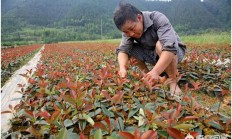 红叶石楠插条养分钵该当提防什么？感谢了？