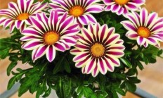 非洲菊花买回家，为什么要花更多更小，而且你得到的越少？