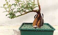 盆栽花，如何培养？
