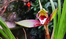 野生春兰宽叶会开荷瓣花吗？保护须要提防什么？