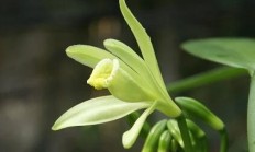 植被香草蘭是什么？