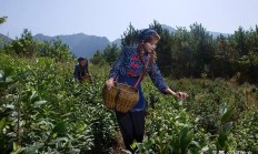 你更爱好拍摄绚烂的春花，仍旧黄黄的秋叶？