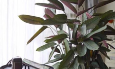 紫背竹芋（草本植物）