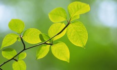 绿叶植物(常年绿叶的植物有哪些)
