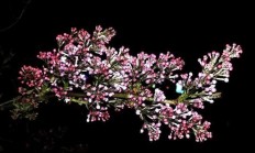 时髦的紫丁香花你拍过吗？不妨瓜分一下图片吗？