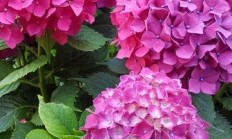 绣球花能调色吗，盆栽保护时，该提防些什么？