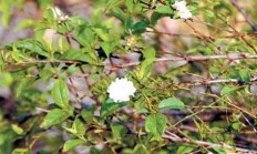 梅花秋天长什么格式？