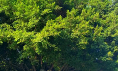 榕树（木本植物）