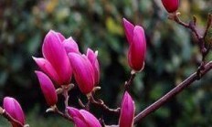 广玉兰花期:土栽广玉兰要几年着花？有什么提防的吗？