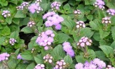 胜红蓟(白花臭草的功效与禁忌)