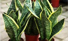 虎皮兰（草本植物）