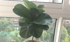 琴叶榕北方能养活吗
