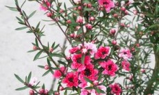 松红梅图片，松红梅一年开几次花