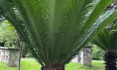 苏铁（木本植物）
