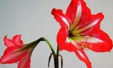 对对红如何本领着花？