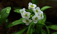 香雪球（草本植物）