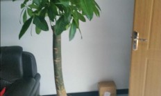 什么植物适合家庭？
