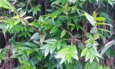 有人说山茶花的品种很多，到底有多少品种？栽培养护方法一样吗？