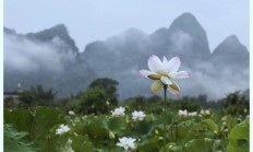 指导大师可否瓜分本人拍摄的莲花图片并赋诗一首吗？