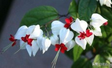 盆栽的龙吐珠花，一日晒叶子就打蔫儿，究竟该当如何养？