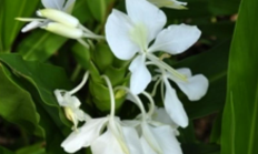 姜花（草本植物）