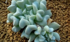 玉莲:紫色特玉莲如何养？