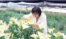 打造花卉“中国芯”