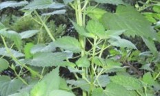 在乡村原野，怎样辨别藿香和毒麦？可采摘来做野菜吗？