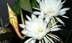 昙花