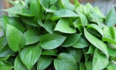 绿萝（藤本植物）