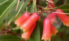 管花杜鹃（木本植物）