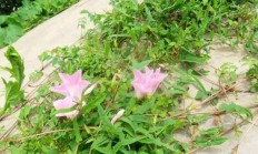 小旋花(草质藤本植物)