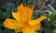 金莲花（草本植物）
