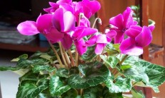 兔耳花，兔耳花花语