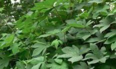 割人藤(葎草)有什么工效吗？