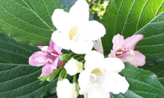 海仙花（木本植物）