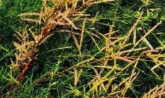 你在乡村见过哪些更加的动植被？不妨瓜分几种吗？