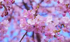 花多多肥料怎么用