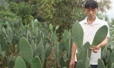 伟人掌有哪些罕见的品种画一画？