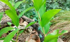 玉竹（草本植物）