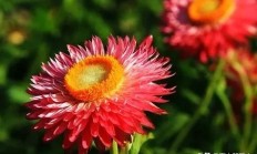 麦秆菊:麦秆菊好养吗？