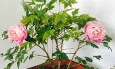 冬季花市选购指南：如何选择适合的花卉