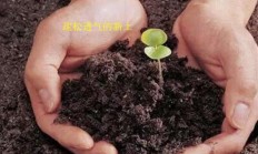 盆栽花草什么功夫换盆最佳？
