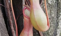 猪笼草（藤本植物）