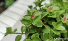 牧丹吊兰是吃花仍旧叶？