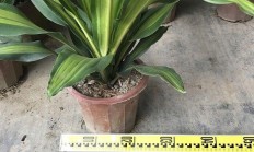 巴西铁树图片(铁树有多少种品种图片)