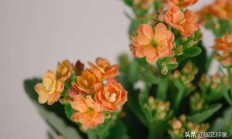 家里养的长命花有青色蚜虫，指导还好吗提防和祛除？